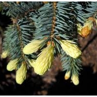 Eglė dygioji (Picea pungens) 'Fruhling gold'